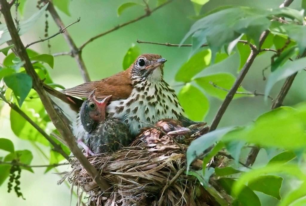 Wood Thrush and Cowbird Nestling. by Kelly Colgan Azar is licensed under CC BY-ND 2.0